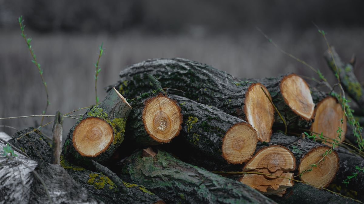 A Tree being removed with a permit